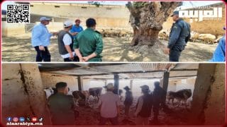 عملية الإحصاء الشامل لقطيع الماشية بإقليم الخميسات تنطلق تنفيذا للتعليمات الملكية السامية