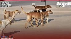 الكلاب الضالة