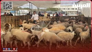 أعداد رؤوس الماشية