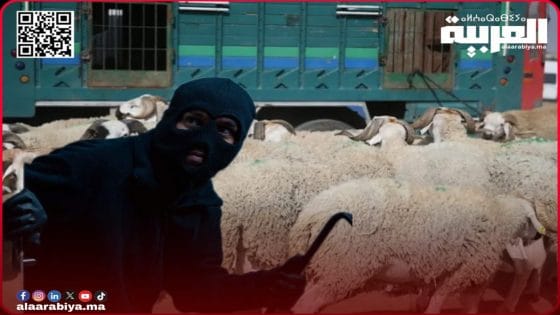 استفحال ظاهرة سرقة المواشي بضواحي سيدي علال البحراوي إقليم الخميسات وحقوقيون يتدخلون على الخط