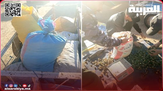 دخول”البلوط” إلى سوق الخميسات يحرك فرق المراقبة للوكالة الوطنية للمياه والغابات التي حجزت 300 كلغ